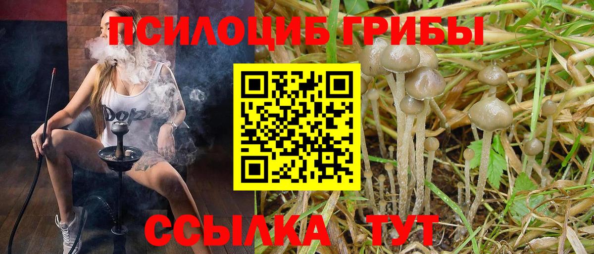 Псилоцибиновые грибы Cubensis Петрозаводск